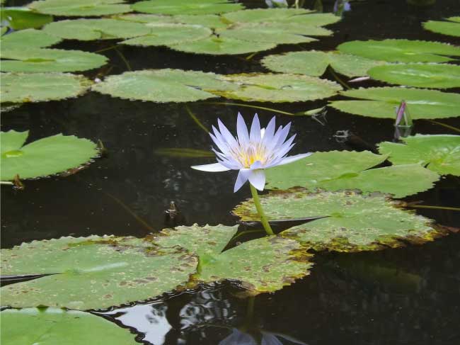 Lotus Flower