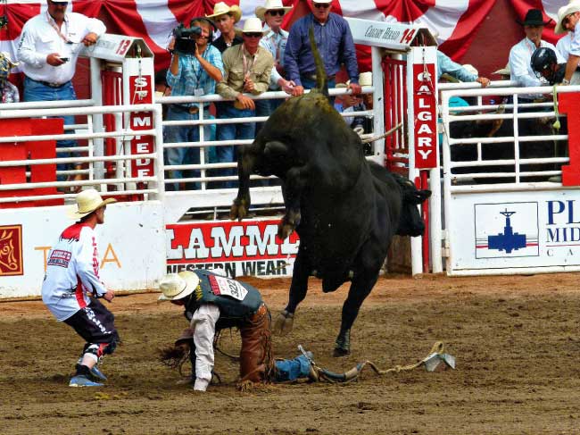 Calgary Stampede Rodeo