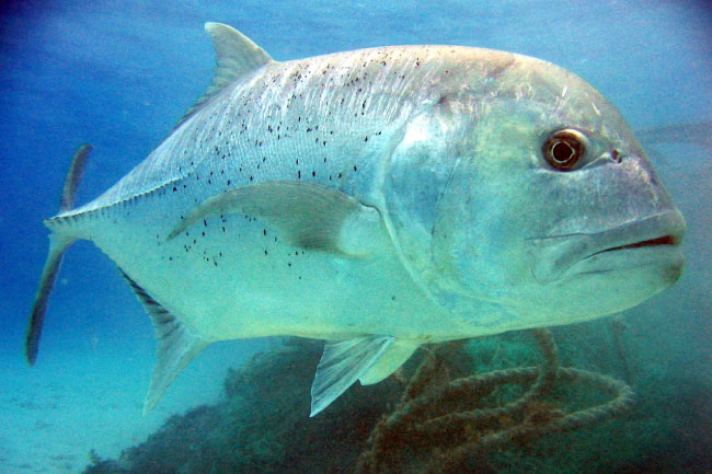 Giant Trevally Sail Rock