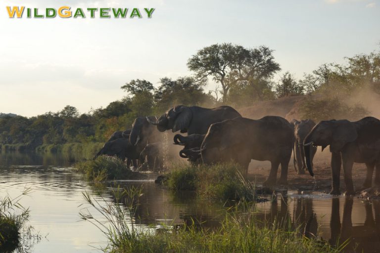 Seeing The Big 5 In Kruger National Park South Africa 4081